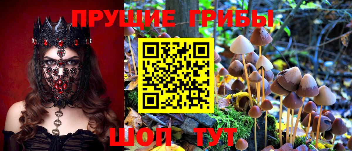 Псилоцибиновые грибы GOLDEN TEACHER Каменск-Шахтинский